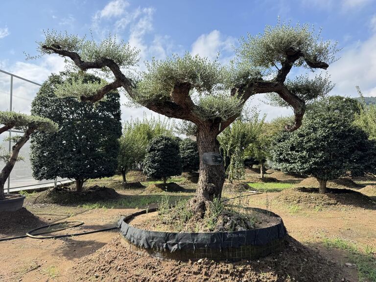 OL-0006 实景照片 2