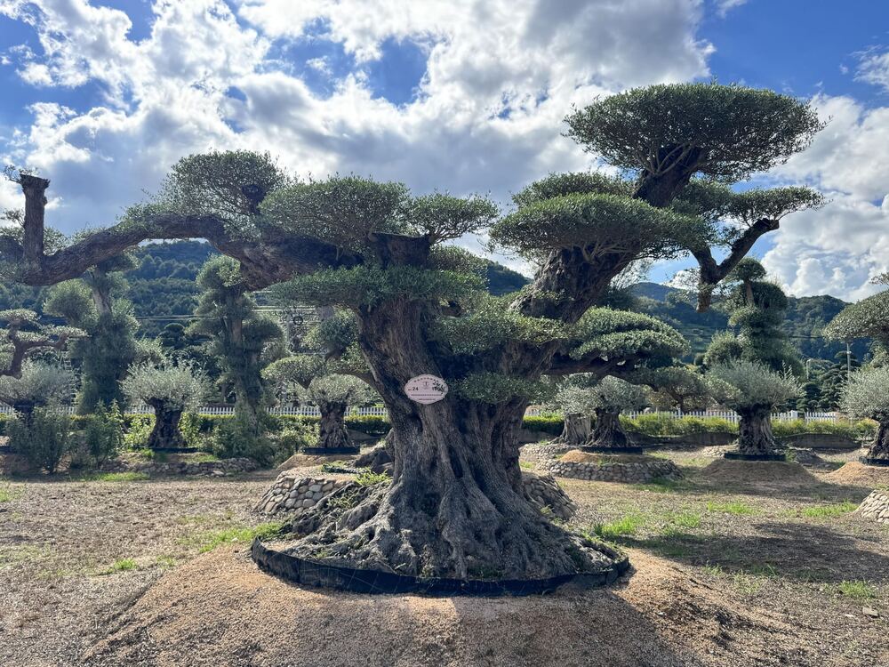OL-0086 实景照片